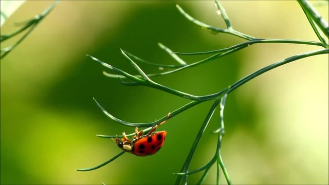 Ladybug on a green plant with green background 