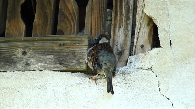 Sparrow (Passer domesticus) on a wall with cracks and wood. Sounds from nature