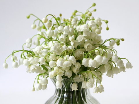 Bouquet of spring flowers Lily of the valley in a vase on a white background.