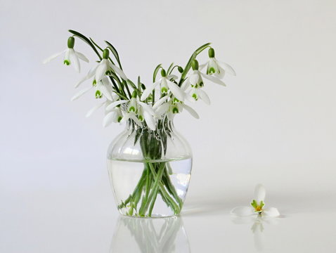 Bouquet of snowdrop flowers in a vase. Romantic floral still life with spring posy of snowdrops flowers.