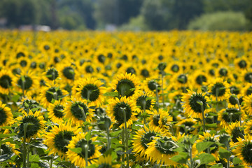 Obraz premium Bright yellow bloomng sunflowers field in sunny summer day
