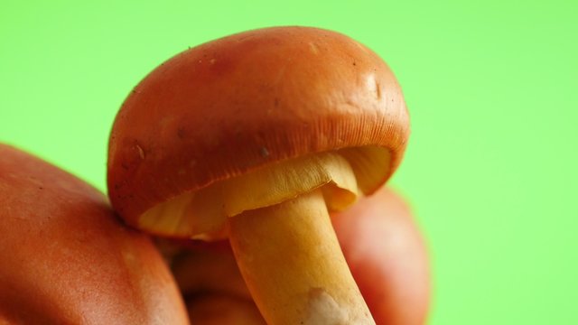 Beautiful shaped Amanita caesarea mushroom green screen slow tilt natural 4K 2160p UltraHD 30fps footage - Caesars mushroom Agaricus caesareus caps chroma key 4K 
