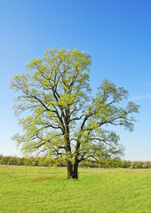Spring oak tree