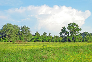 Spring oak tree at meadow