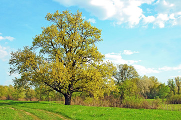 Spring oak tree