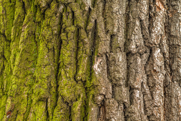 moss on the oak bark