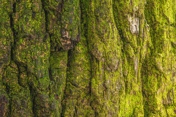 moss on the oak bark