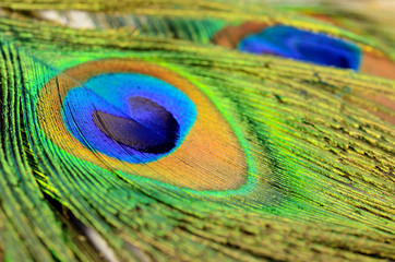 Fototapeta premium Peacock feather texture pattern and color in close-up.