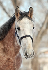 Gorgeous dapple gray drum colt with long mane in winter evening 