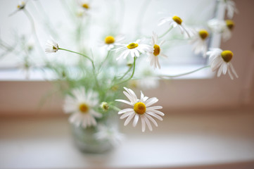 daisy in a vase