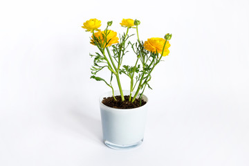 yellow ranunculus flowers in white pot on white