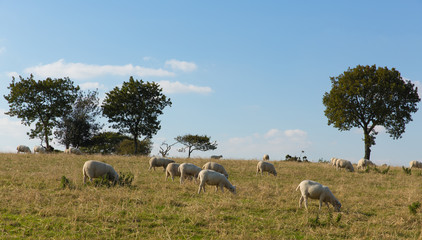 Naklejka na ściany i meble Sheep in a field Blackdown Hills east Devon England UK countryside view 