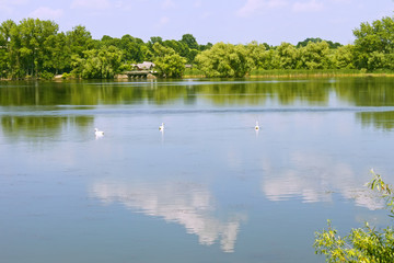 Swans floats in the lake