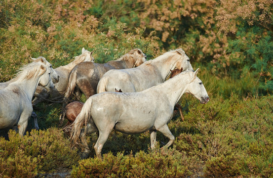 Camargue horses in the reserve