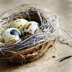 Obraz premium Nest with quail eggs