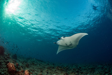 Manta in the blue background