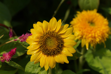 Sunflower is facing the sunlight.