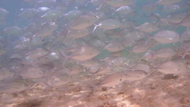 A large school of fish Bigeye trevally (Caranx sexfasciatus), Indian Ocean, Hikkaduwa, Sri Lanka, South Asia
