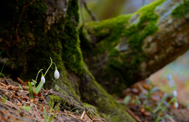 Snowdrops growing on a forest