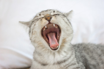 sleepy tabby kitten yawning on white bed