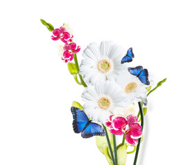 Gerber Daisy, and butterfly isolated on white background