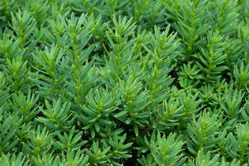 Close up of green bush/ Close of evergreen bush good for texture or backgrounds.
