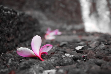 Decoration flowers, Bali