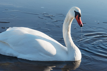 Naklejka na ściany i meble Swan in cold lake.