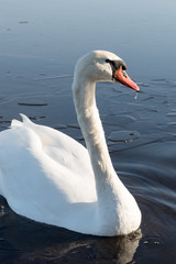 Swan in cold lake.