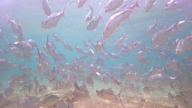 A large school of fish Bigeye trevally (Caranx sexfasciatus), Indian Ocean, Hikkaduwa, Sri Lanka, South Asia
