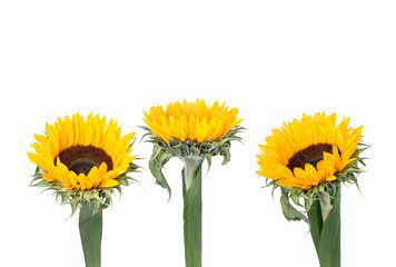 Fototapeta premium sunflower isolated on white background