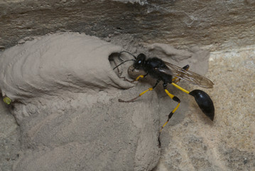 Avispa alfarera caza araña y la introduce en su nido de barro. Sceliphron spirifex