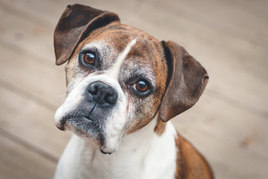 Old Boxer Dog