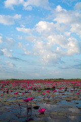 Pink lotuses in the lake