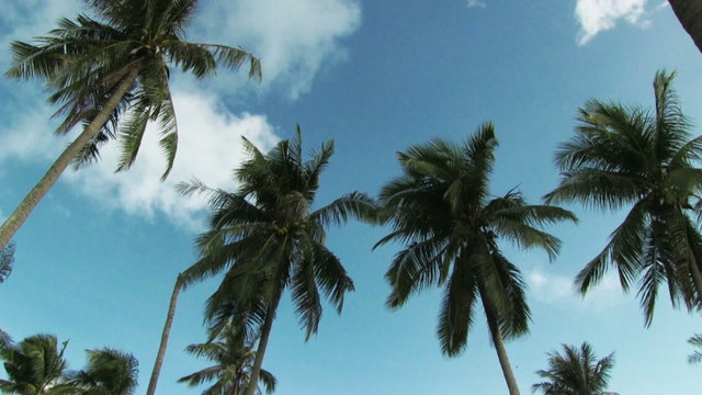 Palm trees blowing in the wind.
