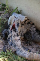 Fight of iguanas
