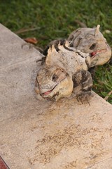Fight of iguanas