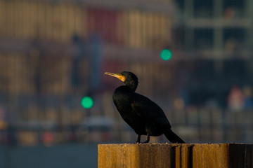 Kormoran in der Stadt, Hintergrund Ampellichter