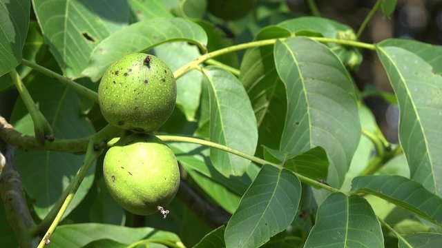 Walnut fruits hanging on walnut tree 