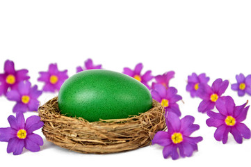 Easter egg in the nest and spring flowers isolated on white background