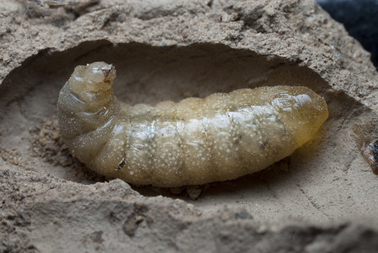 Avispa alfarera Sceliphron spirifex larva en su nido