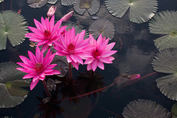 Pink lotuses in the lake