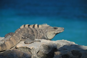 An iguana in front of the Caribbean Sea