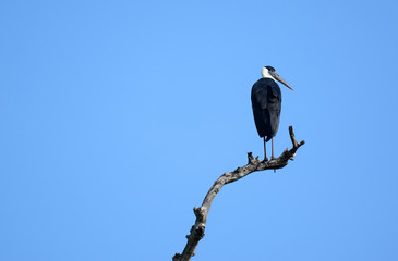 Black stork in the National park Uda Walawe, Sri Lanka. Asia.