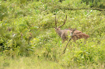 Deer in the National park Uda Walawe, Sri Lanka. Asia.