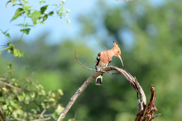 Upupa epops in the National park Uda Walawe, Sri Lanka. Asia.