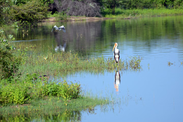 Marabu stork. National park Uda Walawe, Sri Lanka. Asia.