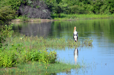 Marabu stork. National park Uda Walawe, Sri Lanka. Asia.