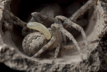 Avispa alfarera Avispa alfarera larva Sceliphron spirifex devora arañas paralizadas en su nido de barro