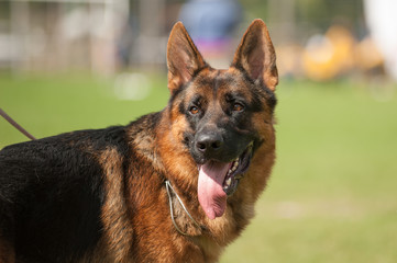 German shepherd dog